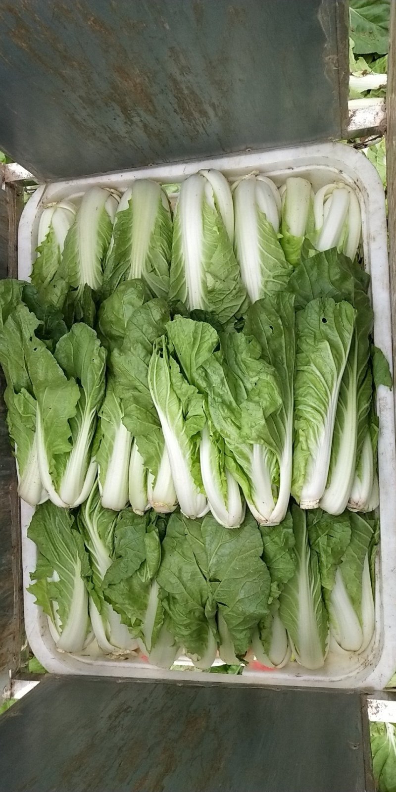 黄心白菜净菜1~2斤
