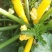 香蕉西葫芦0.6斤以上