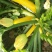 香蕉西葫芦0.6斤以上