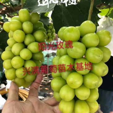 辽宁阳光玫瑰葡萄苗，精品葡萄苗易成活品质好品种规格齐全