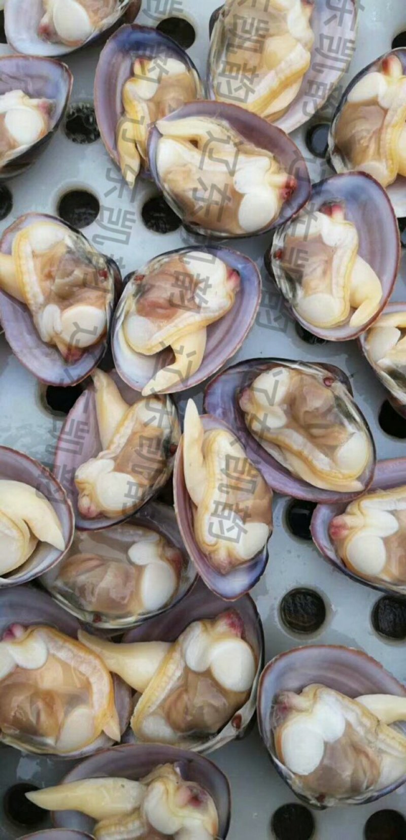 黄蚬子