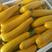香蕉西葫芦质优价廉，欢迎采购