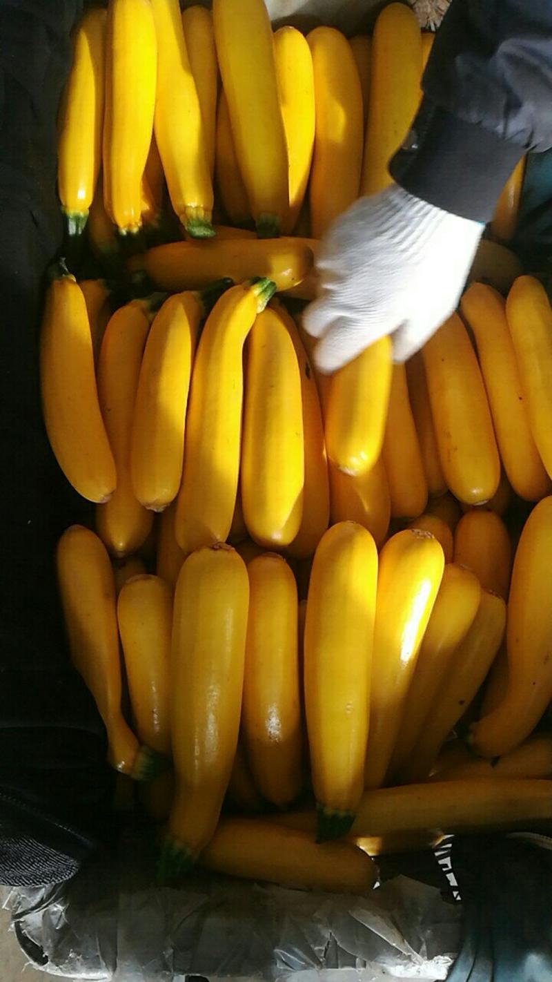 香蕉西葫芦质优价廉，欢迎采购