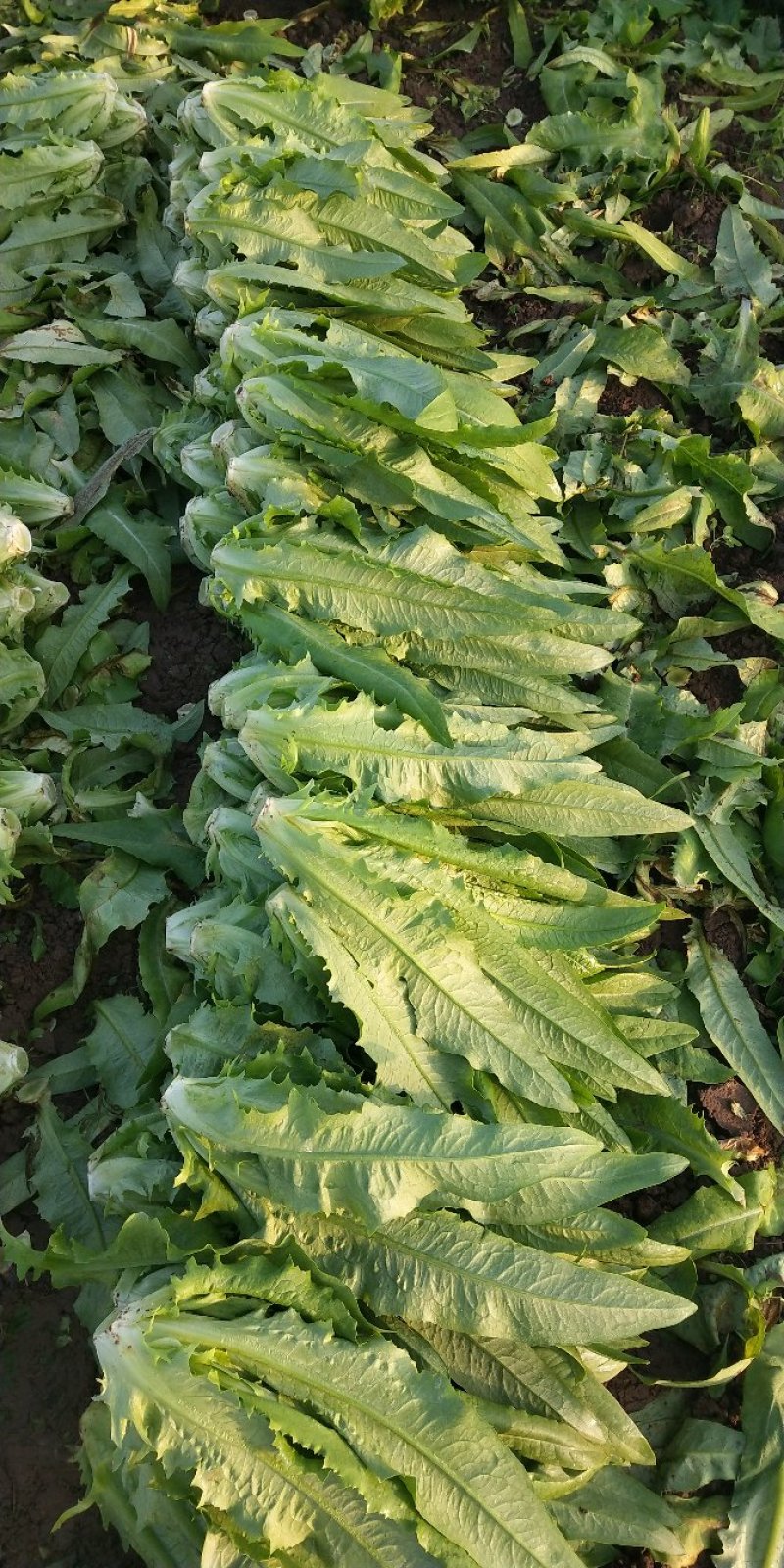 油麦菜30~35厘米以上