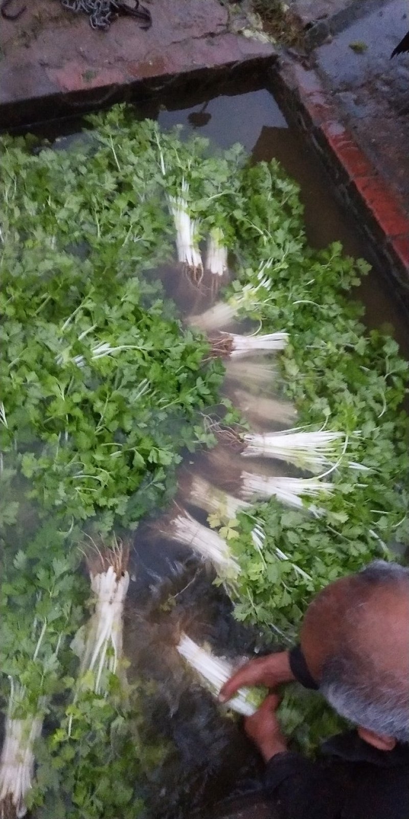 美国文图拉芹菜40cm以上