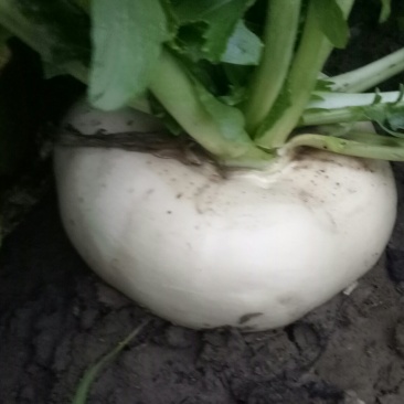 盘菜