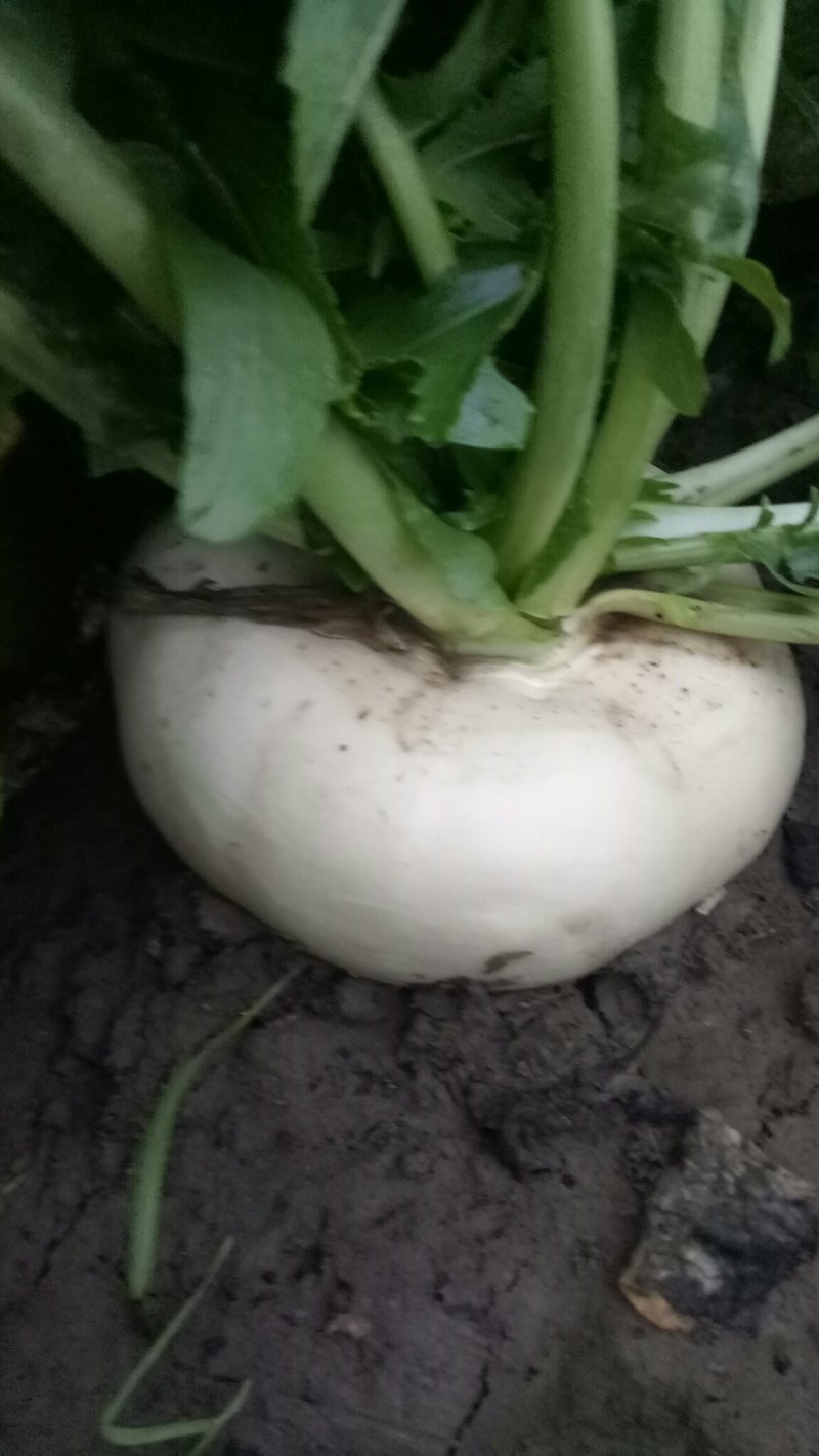 盘菜