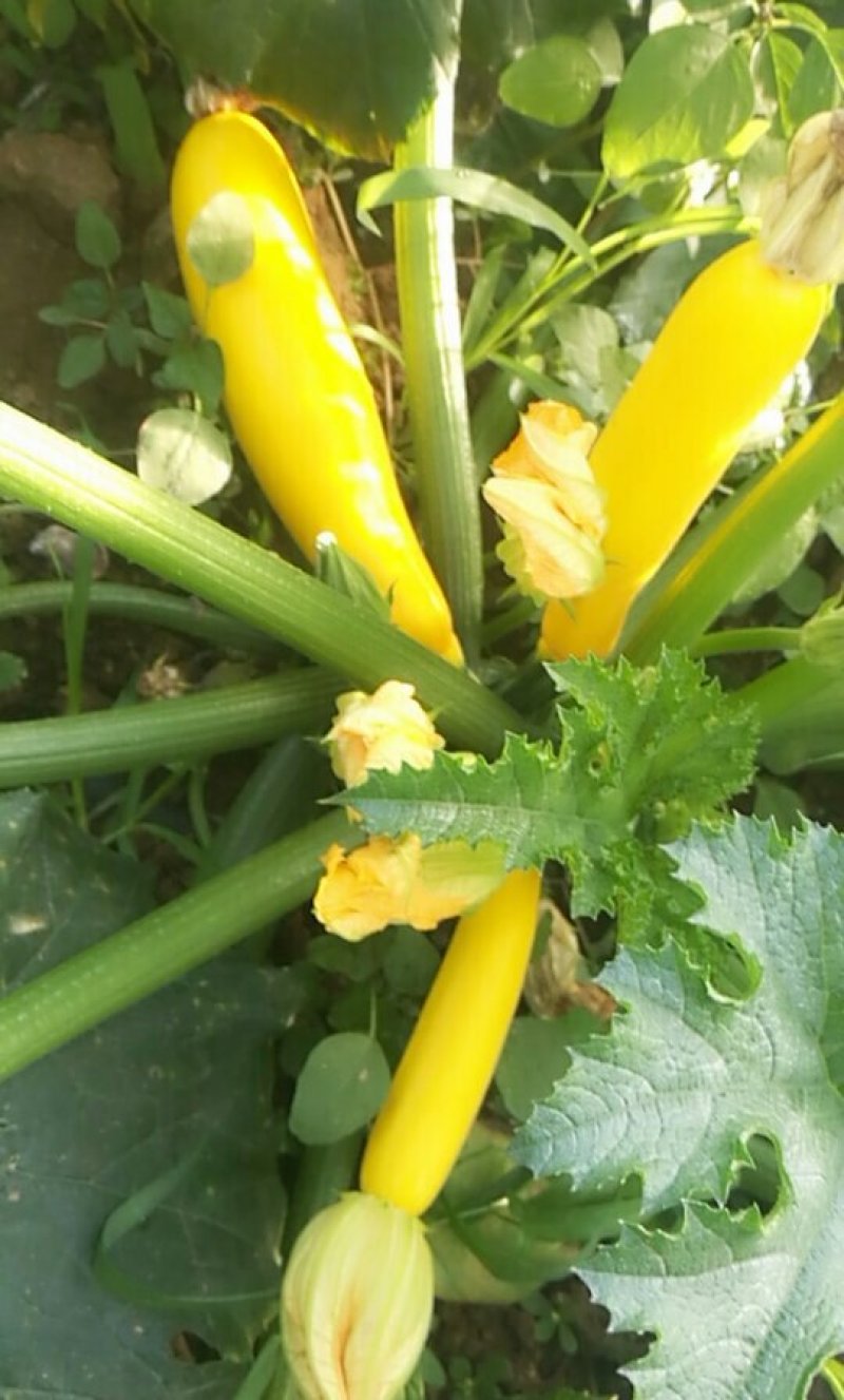 香蕉西葫芦