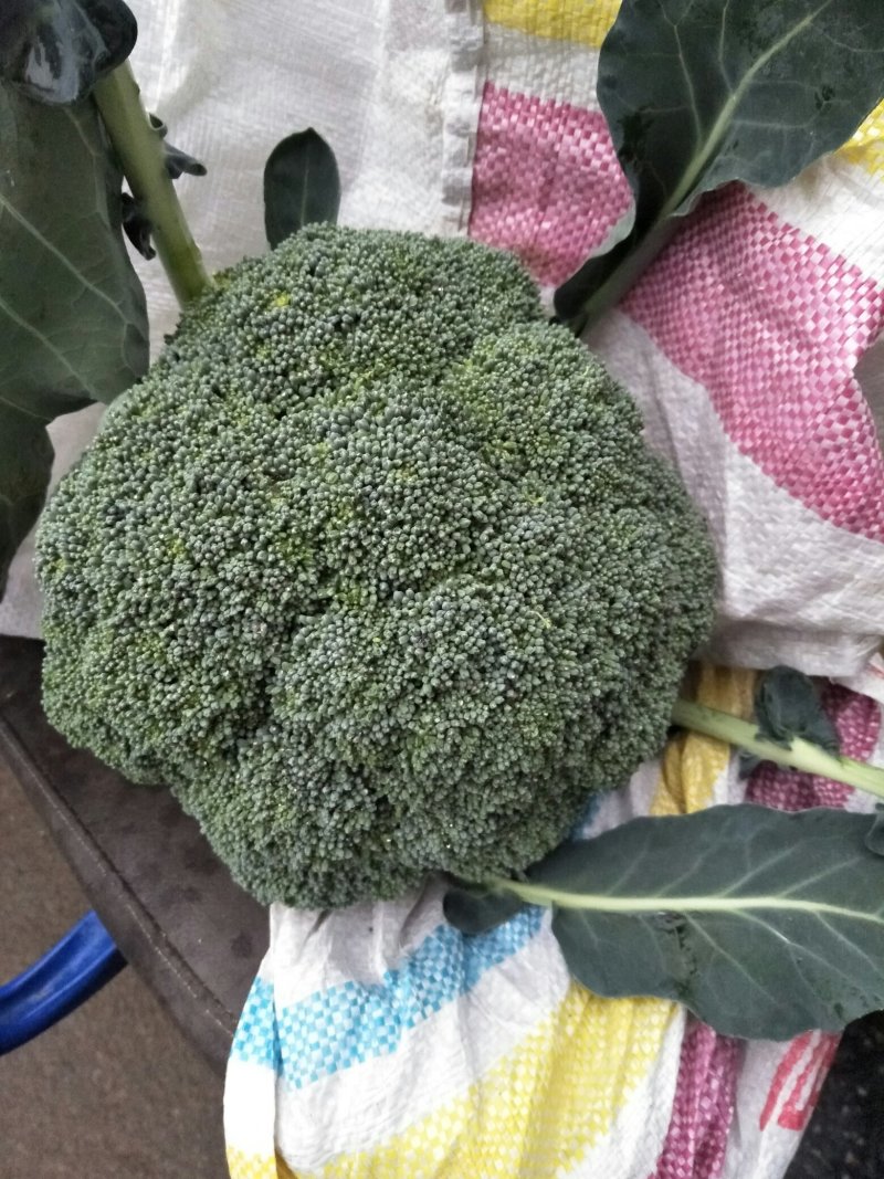 西兰花