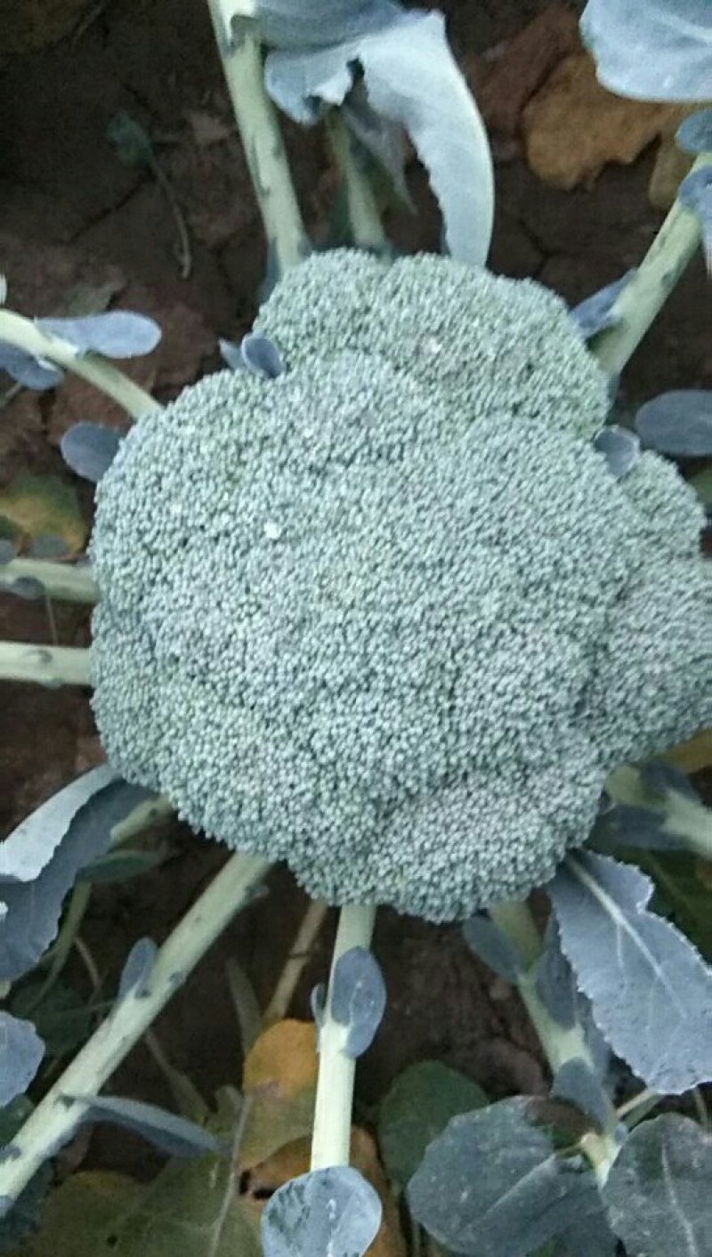 优秀西兰花，1.5斤左右，保证质量