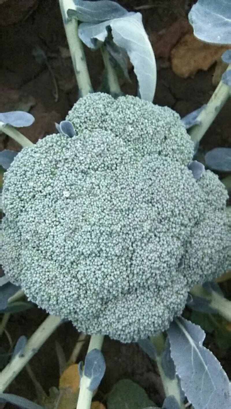优秀西兰花
