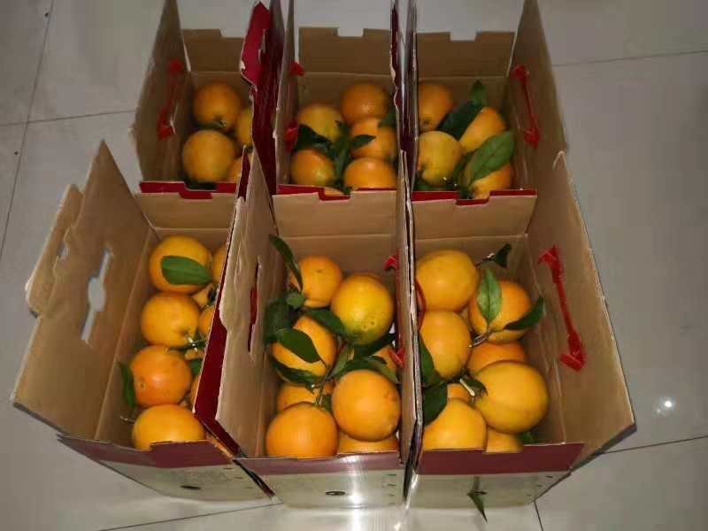 纽荷尔脐橙65~70mm