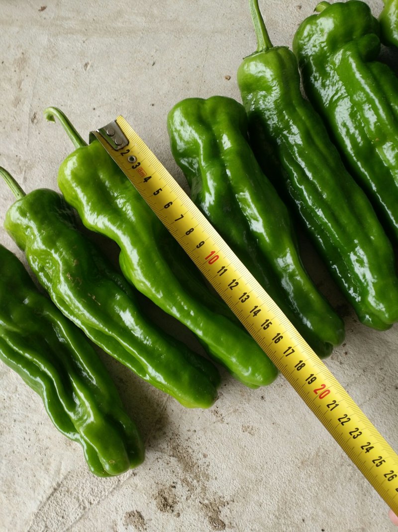 枣庄鲜芜湖苏椒（大棚），15一25厘米，微辣，