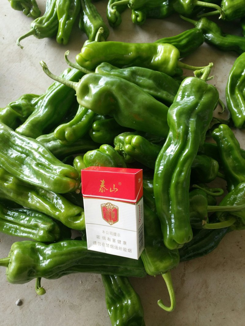 枣庄鲜芜湖苏椒（大棚），15一25厘米，微辣，