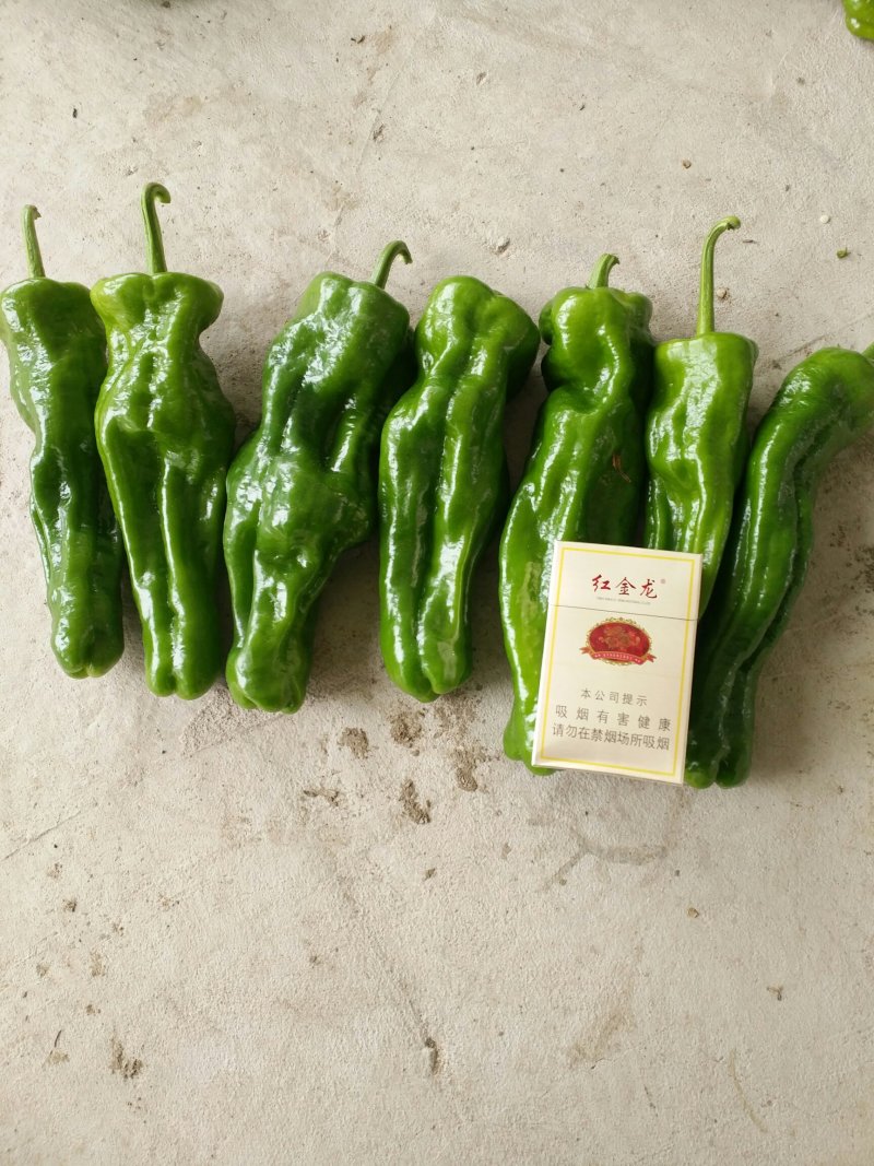 枣庄鲜芜湖苏椒（大棚），15一25厘米，微辣，
