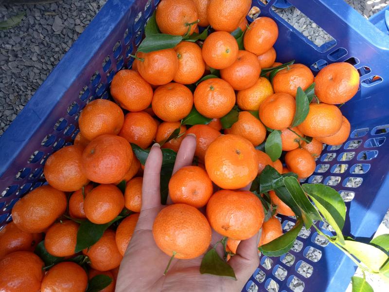 云南省德宏芒市，砂糖橘开始上市，欢迎新老朋友前来订购