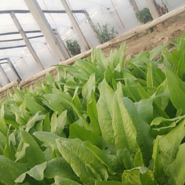出售油麦菜