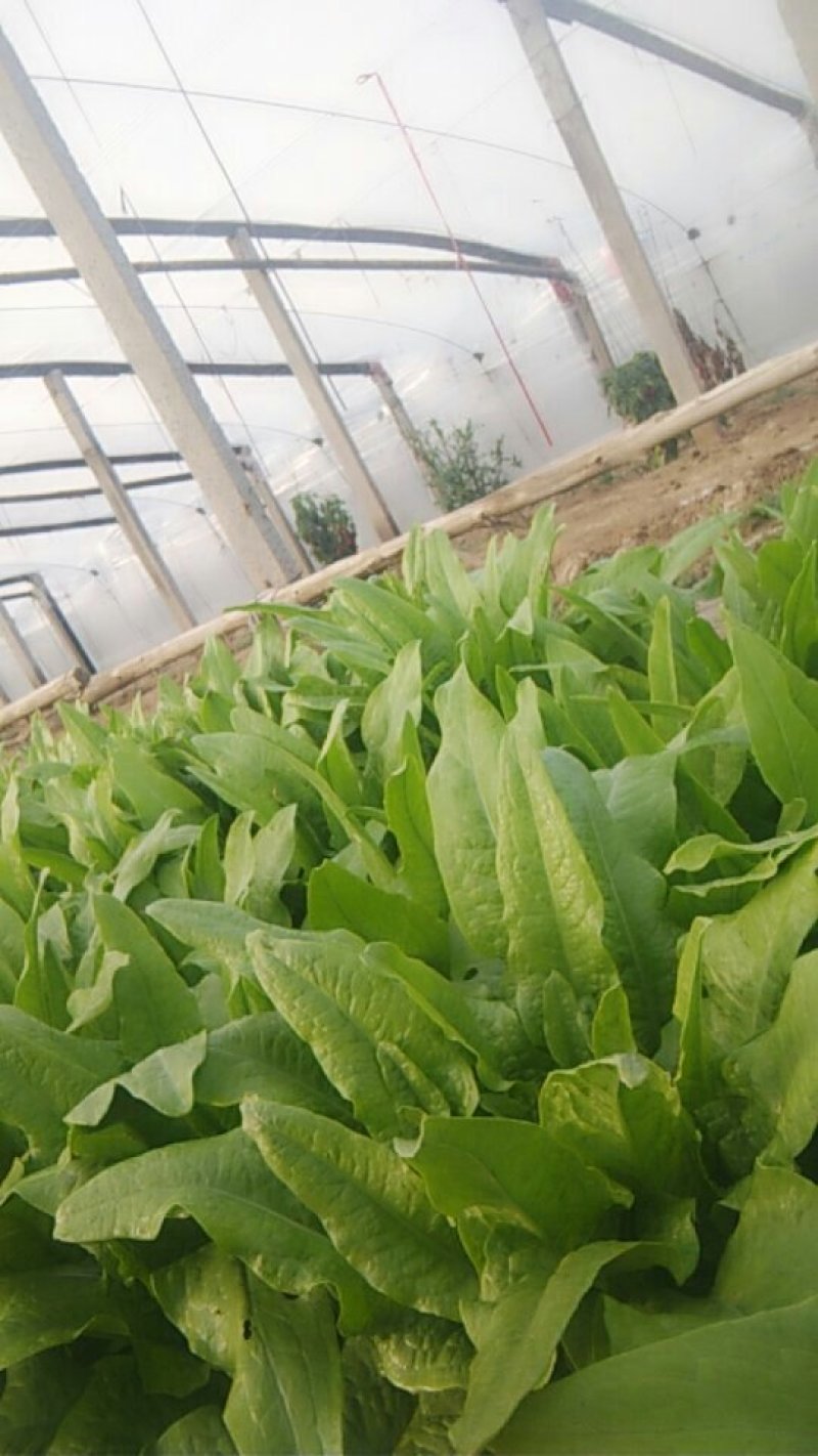 出售油麦菜