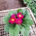 山东青州大量冬季抗冻草花报春花上市