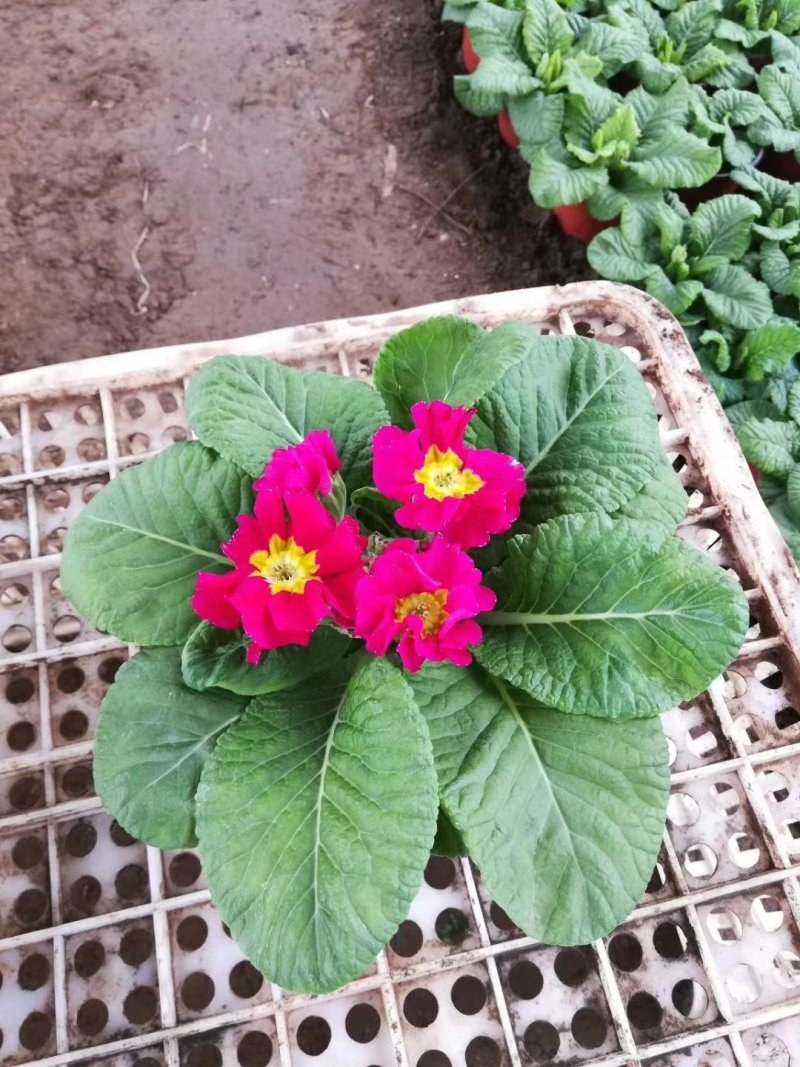 山东青州大量冬季抗冻草花报春花上市
