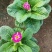 山东青州大量冬季抗冻草花报春花上市