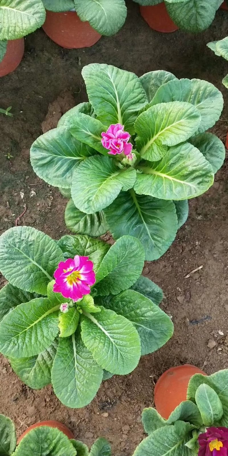 山东青州大量冬季抗冻草花报春花上市