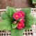 山东青州大量冬季抗冻草花报春花上市