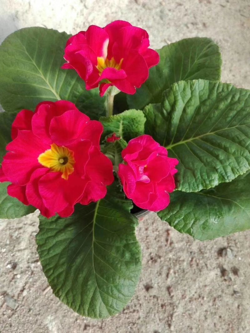 山东青州大量冬季抗冻草花报春花上市