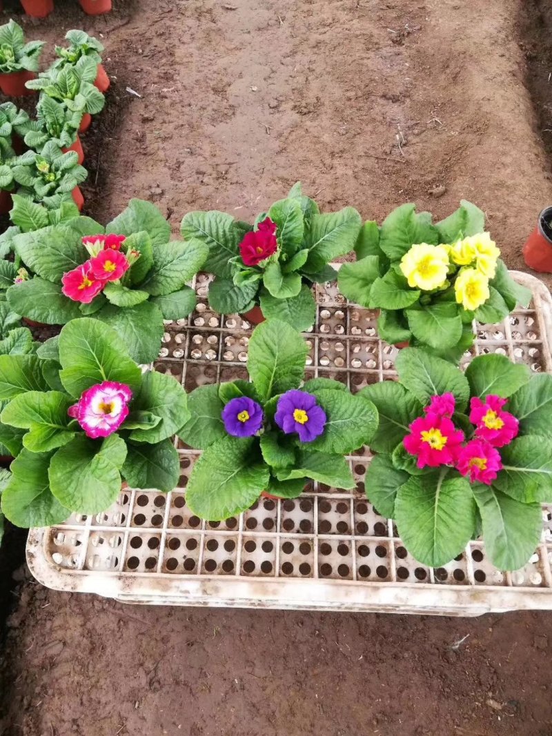 山东青州大量冬季抗冻草花报春花上市