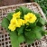山东青州大量冬季抗冻草花报春花上市