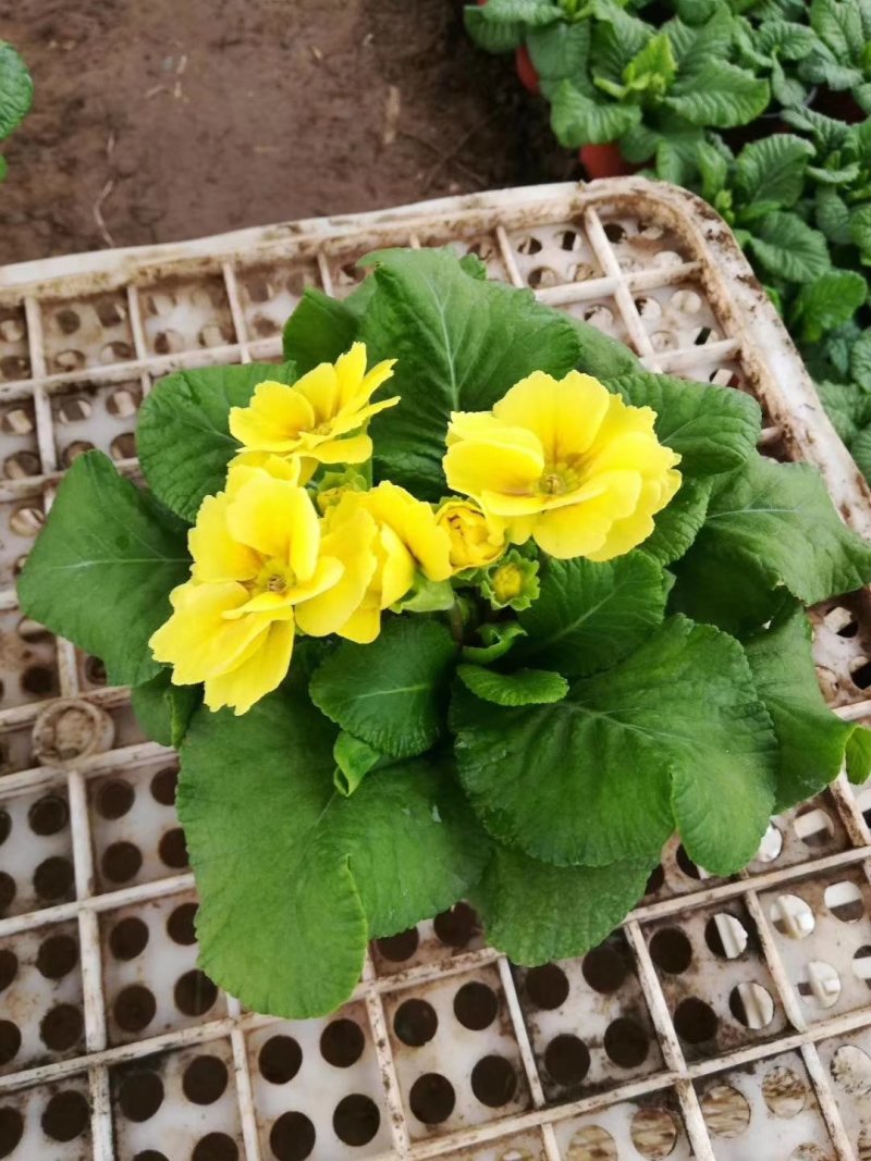 山东青州大量冬季抗冻草花报春花上市
