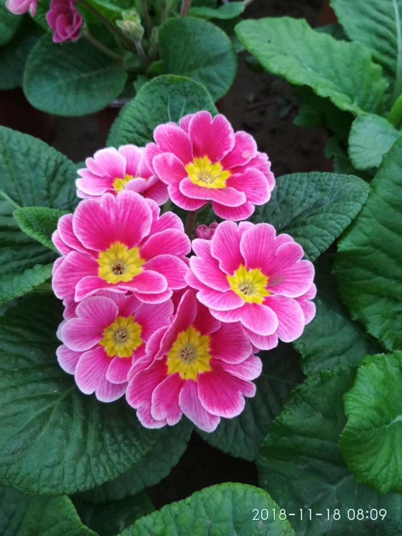 山东青州大量冬季抗冻草花报春花上市