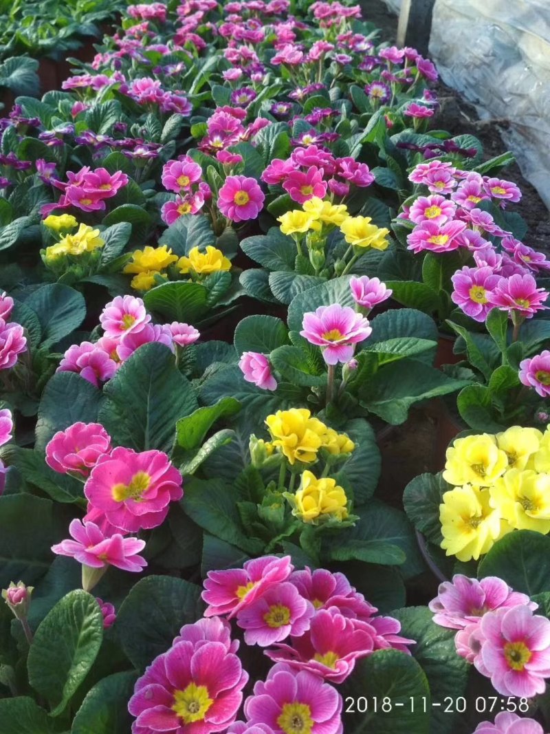 山东青州大量冬季抗冻草花报春花上市