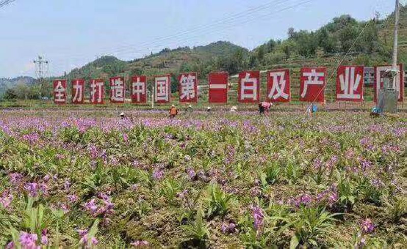 白芨