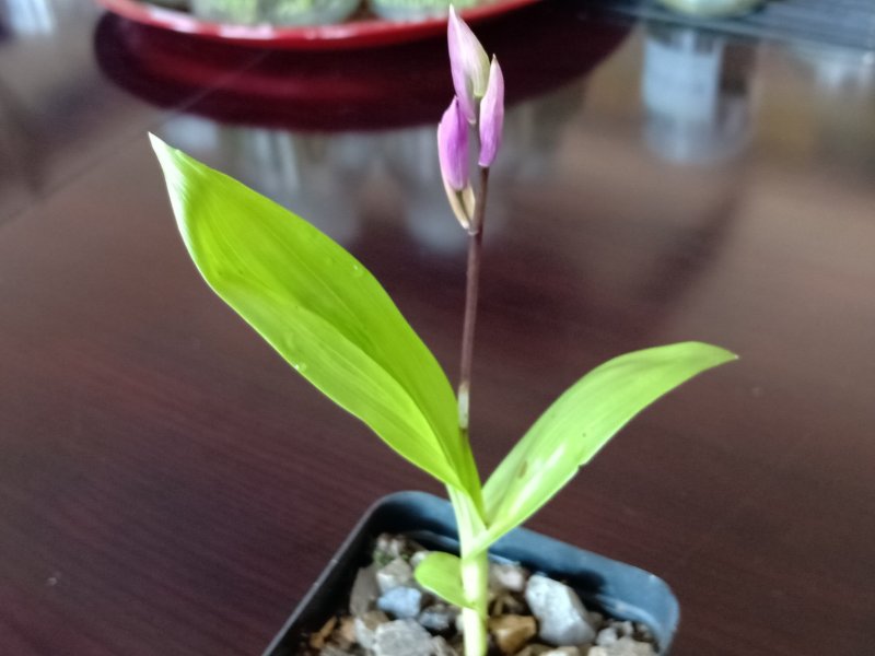白芨