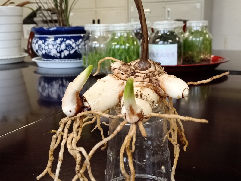 白芨