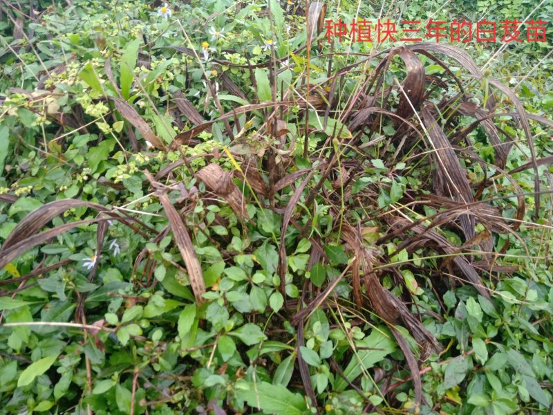 白芨