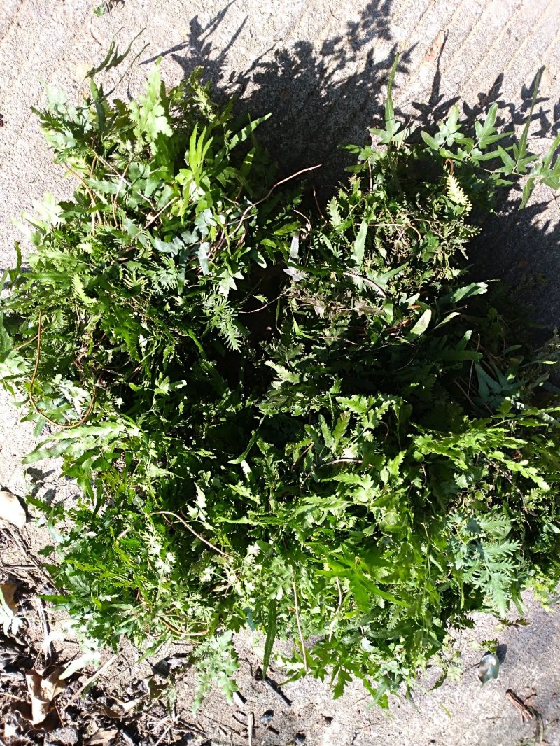 海金沙衡阳野生全草扎把干货