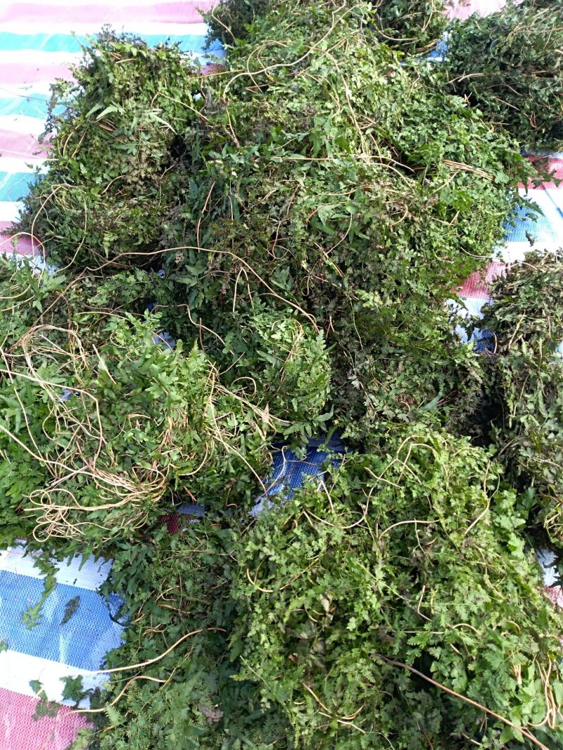 海金沙衡阳野生全草扎把干货