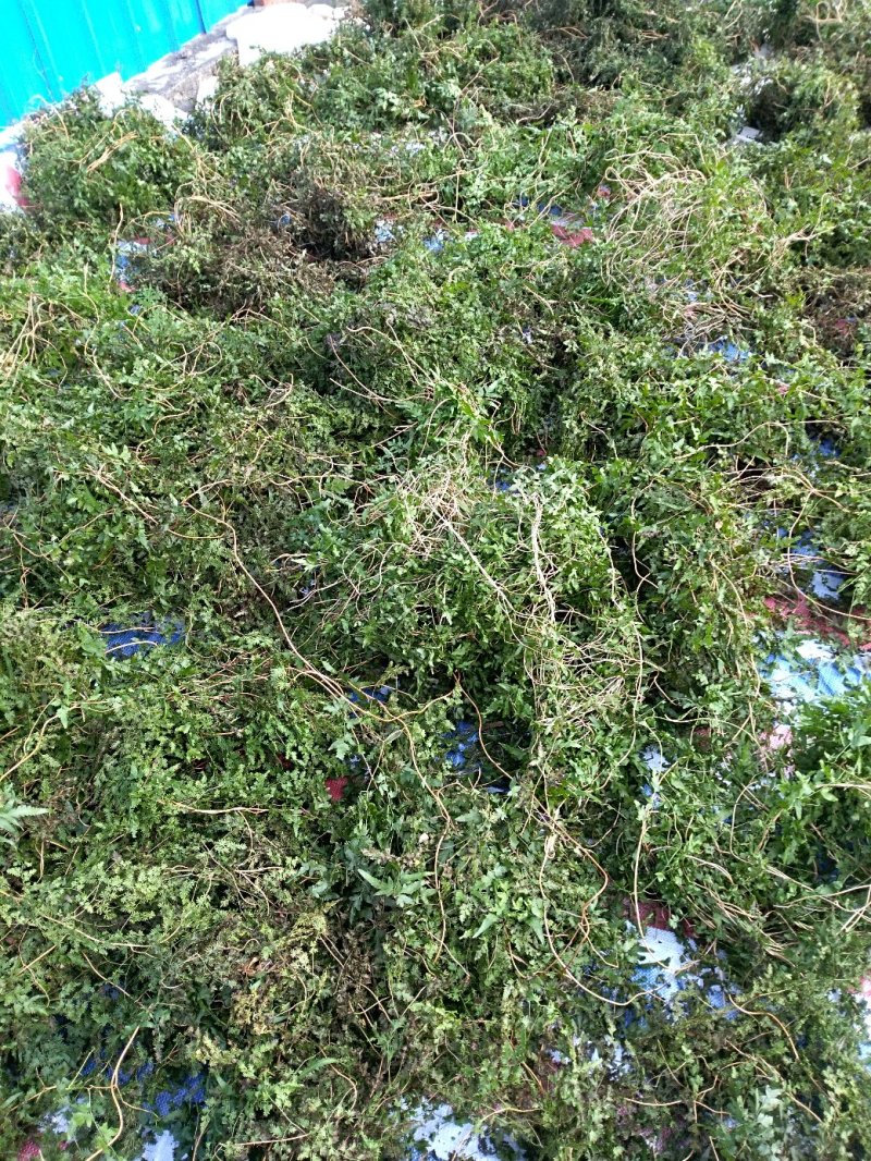 海金沙衡阳野生全草扎把干货