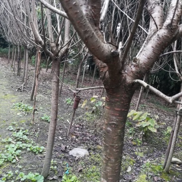 樱花树
