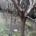 樱花树