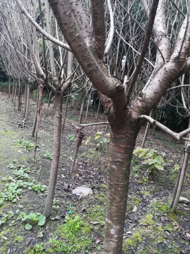 樱花树