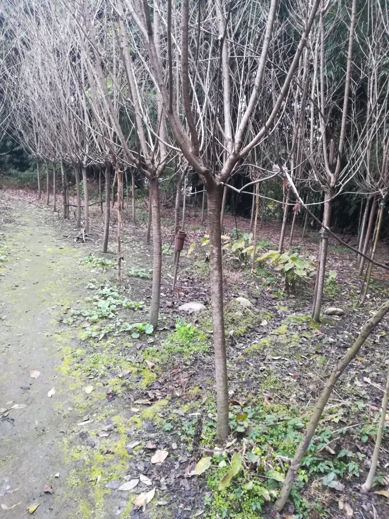 樱花树