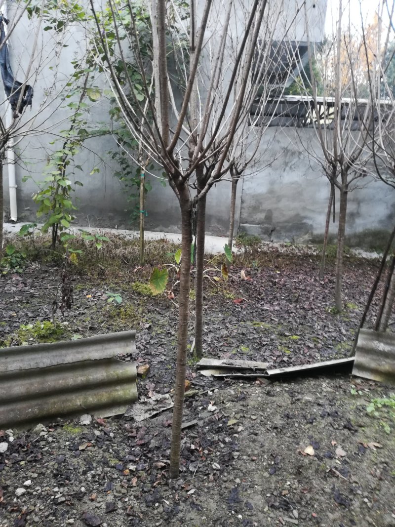 樱花树