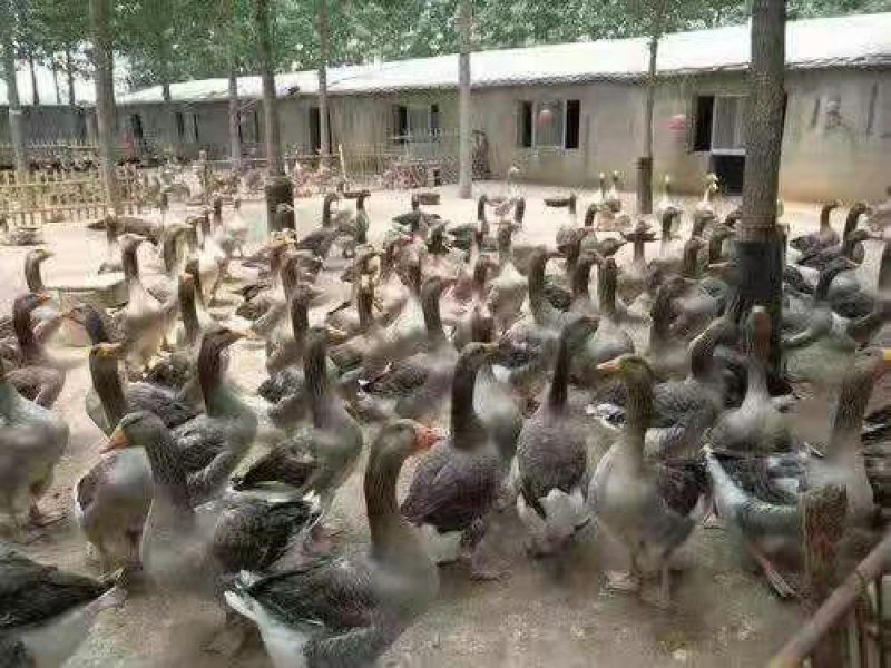 灰狮头鹅苗