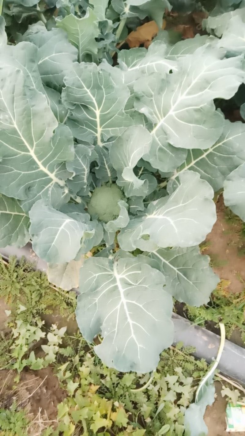 耐寒优秀西蓝花