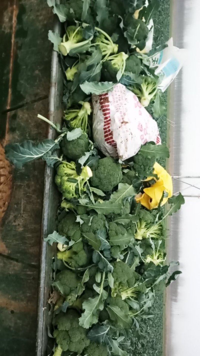 耐寒优秀西蓝花