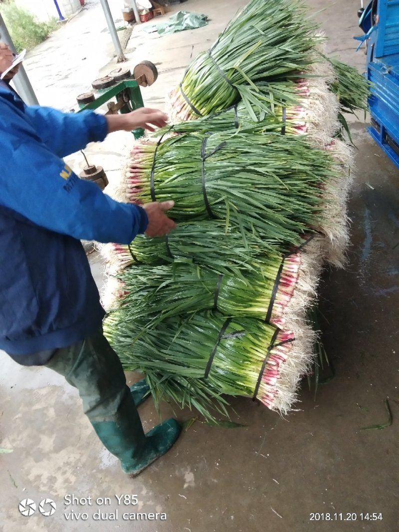 蒜苗，葱花，