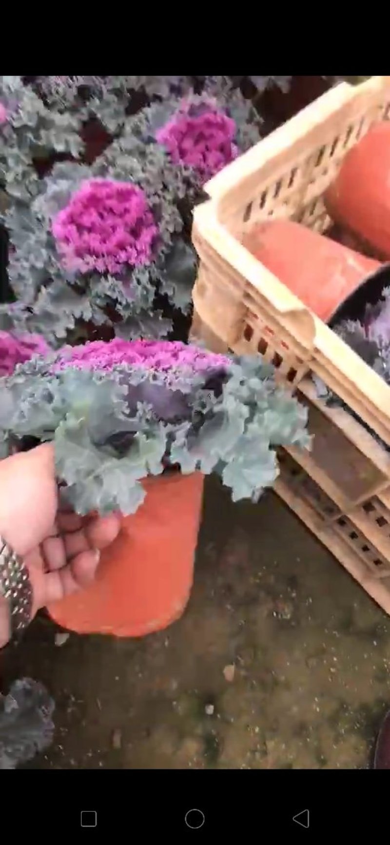 羽衣甘蓝